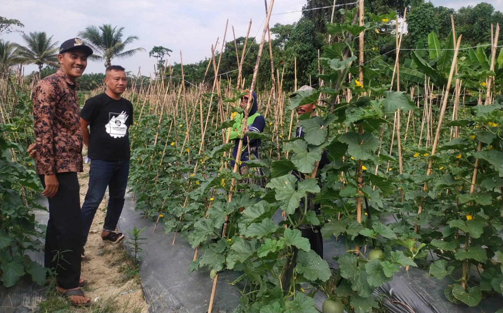 Menjaga Ketahanan Pangan Desanya Lara Hendra Manfaatkan Lahan Kosong Untuk Pertanian 0985